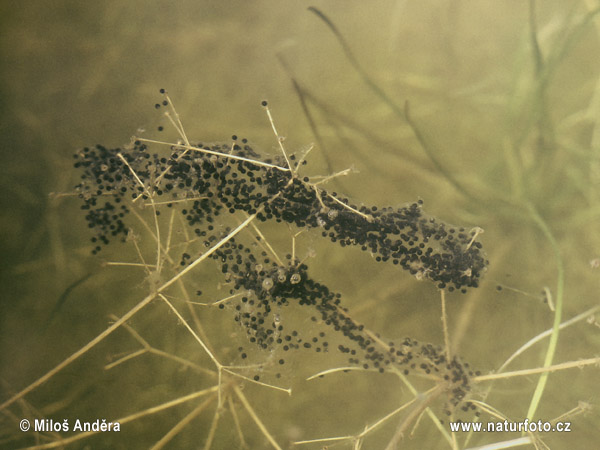 Pelobates fuscus